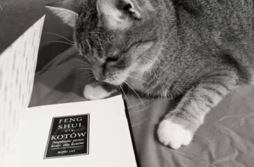 O kotach w DNC (odc. 25)