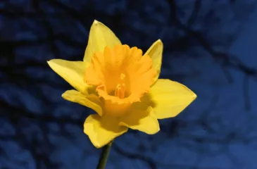 żółty kwiatek