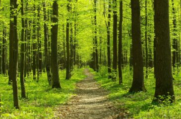 161. odcinek „Poranka u Hieronima”